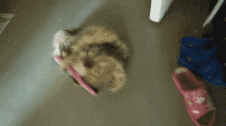 玩拖鞋的猫咪，碉堡了