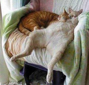 抓老鼠奔波了一夜，累惨了