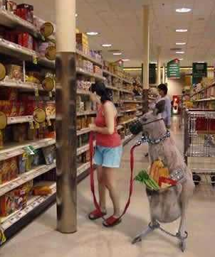 上超市我不用手推车，咱家宠物有口袋