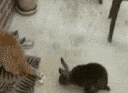 兔子，你要干吗？！