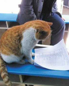 博士学位喵星人