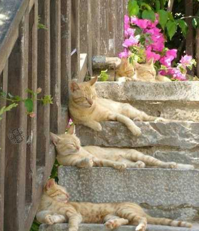 庸懒的午后......