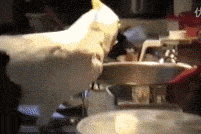 鹦鹉偷面条给狗狗吃