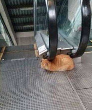 一只猫在享受电梯的抚摸舍不得离开