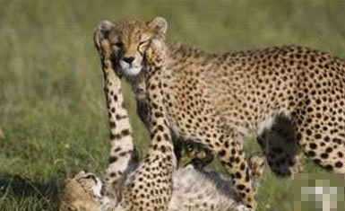 “快来嘛亲爱的”，“等下，有人”