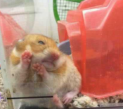 你不要这样的看着我，我的脸会变成红苹果