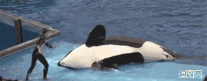 鲸鱼听从指令转圈，训练员杯具了