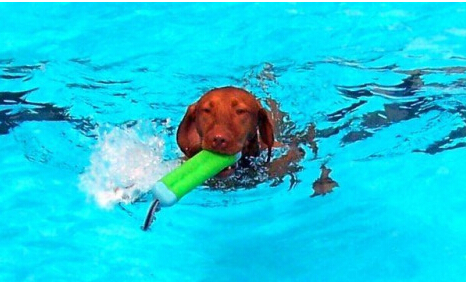 美国田纳西年度狗狗游泳周 数十只狗狗承包泳池
