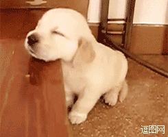 不去窝里睡一直陪着主人工作的小狗狗