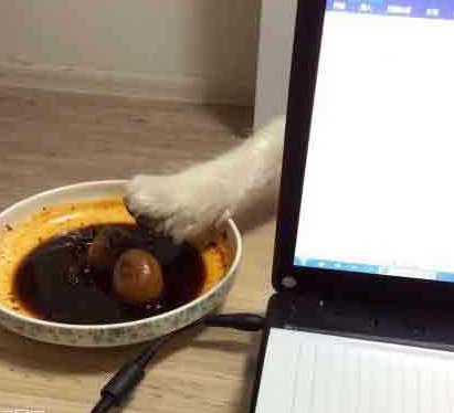 住爪！茶叶蛋打死也不能偷吃我的！