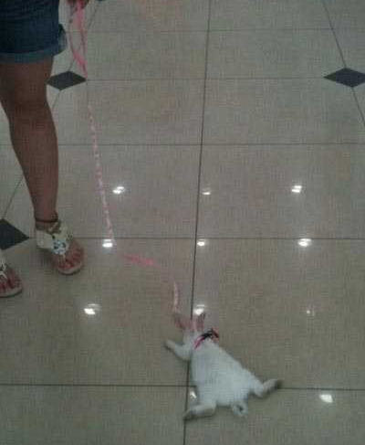 商场看到个溜兔子的，兔子已累趴变赖皮兔了