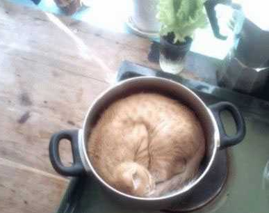 二货喵你这是要我把你给炖了么！