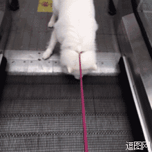 怎么也不肯上扶梯的狗狗