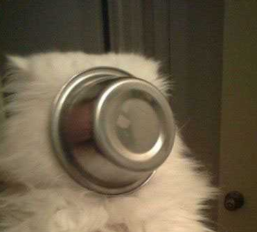 脸太大，碗太小，卡住了！