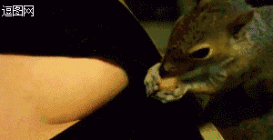 松鼠这货藏坚果。。。真会找地方啊