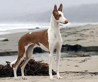 undefined{{pos:,w:,h:}}