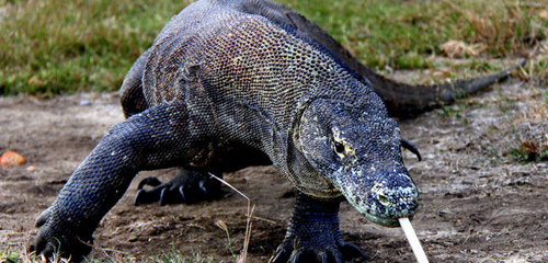 科莫多巨蜥