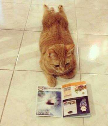 喵星人读旅游攻略