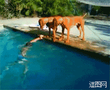 主人假装溺水后。。。狗急了跳下水救援