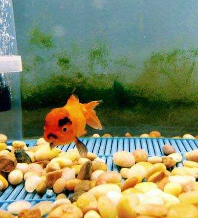 一只出老的金鱼...哈哈眉毛？