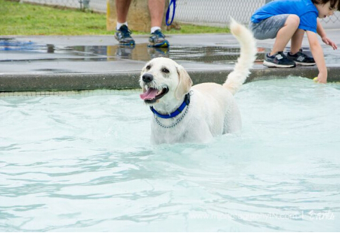 美国田纳西年度狗狗游泳周 数十只狗狗承包泳池