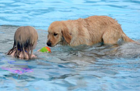 美国田纳西年度狗狗游泳周 数十只狗狗承包泳池