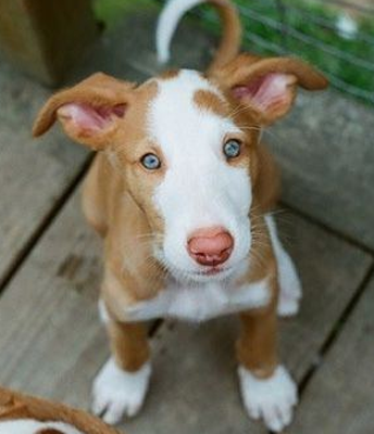 undefined{{pos:,w:,h:}}