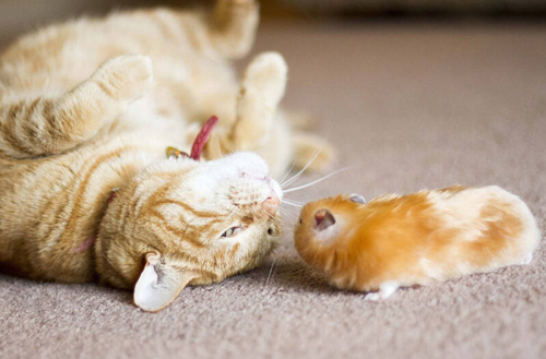 undefined{{pos:,w:,h:}}