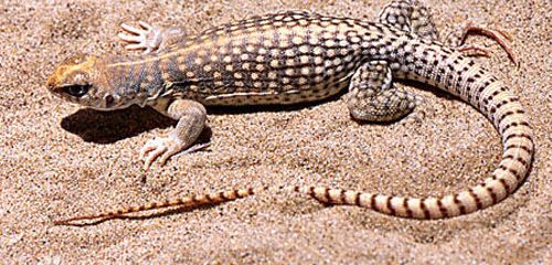 沙漠鬣蜥