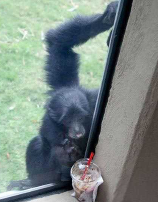 怎么折磨一个吃货