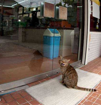 一大早等渔市场开门的猫猫...好开心哟