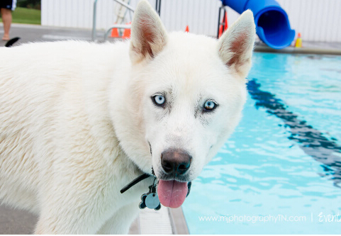 美国田纳西年度狗狗游泳周 数十只狗狗承包泳池