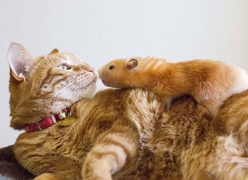 undefined{{pos:,w:,h:}}