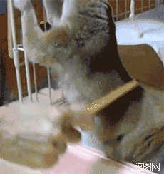 挠背好一个爽（懒猴）