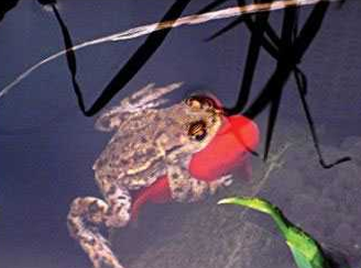 魂淡！你怎么把它抱住了