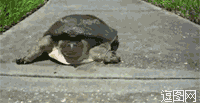 受惊吓的乌龟跑得比兔子快