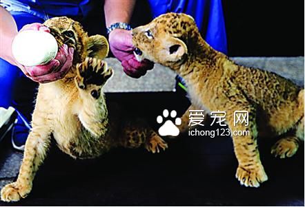 饲养员给动物宝宝喂奶。  