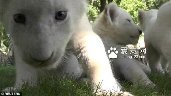 俄罗斯克里米亚Taigan野生动物园里游客可以与野生动物亲密接触