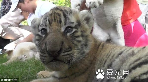 俄罗斯克里米亚Taigan野生动物园里游客可以与野生动物亲密接触