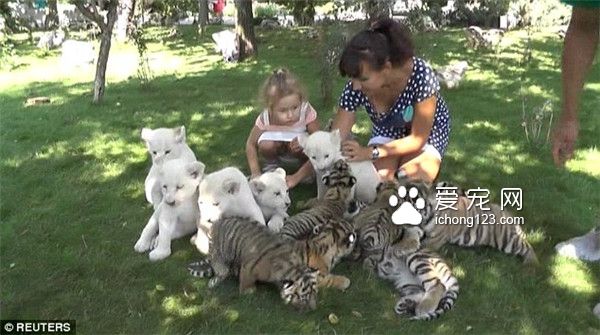 俄罗斯克里米亚Taigan野生动物园里游客可以与野生动物亲密接触