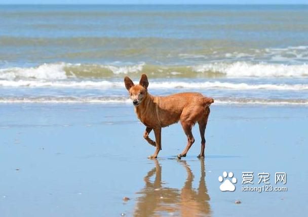 繁殖犬被关小笼子中12年终于被接走，医生诊断后却带来天大的事