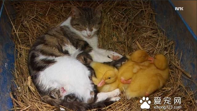 这只猫咪悄悄地叼走了三只小鸭子，但它接下来要做的事情真的好温