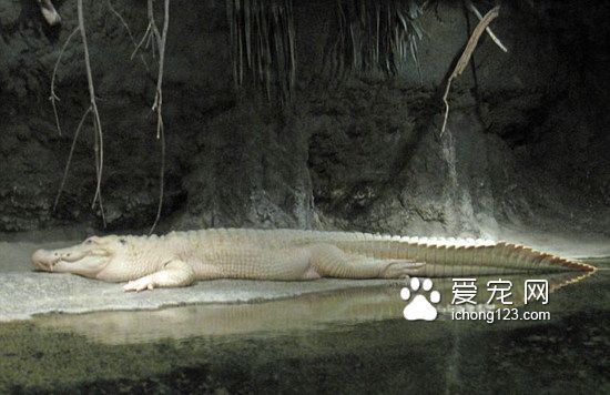 美国水族馆28岁罕见白鳄去世 众多网友留言哀悼