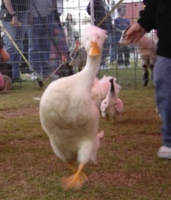 很风骚的鸭子。