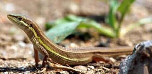 台湾草蜥