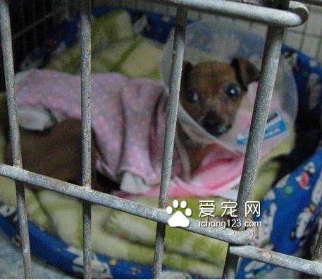 繁殖犬被关小笼子中12年终于被接走，医生诊断后却带来天大的事