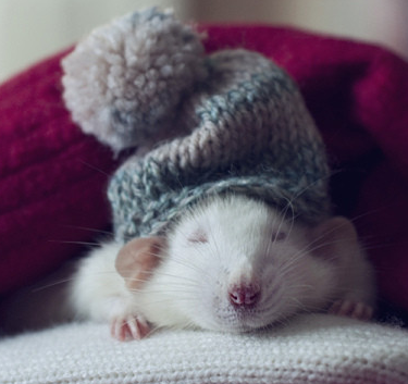 超级萌的小老鼠