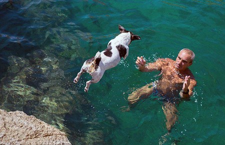 跳跳狗走红网络 酷爱跳水动作娴熟堪比运动员