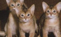 阿比西尼亚猫多少钱 在6000元左右
