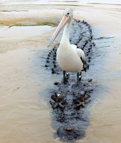 世界和平了。。。。